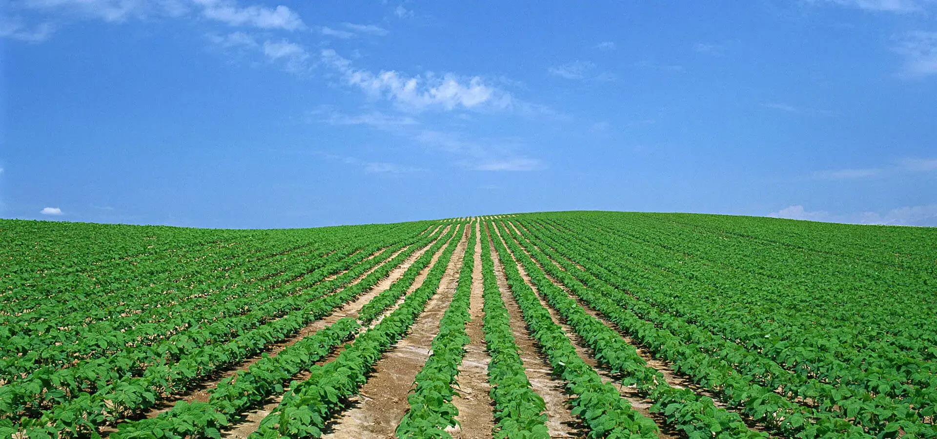 SoyaLecithin Farm in India